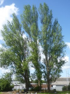 07 Lombardy Poplar_Spring