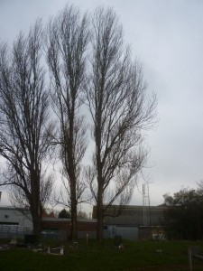 07 Lombardy Poplar_Winter