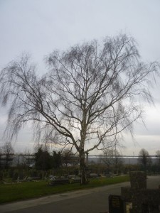 12 Silver Birch_Winter